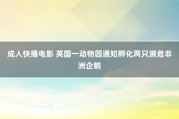 成人快播电影 英国一动物园通知孵化两只濒危非洲企鹅